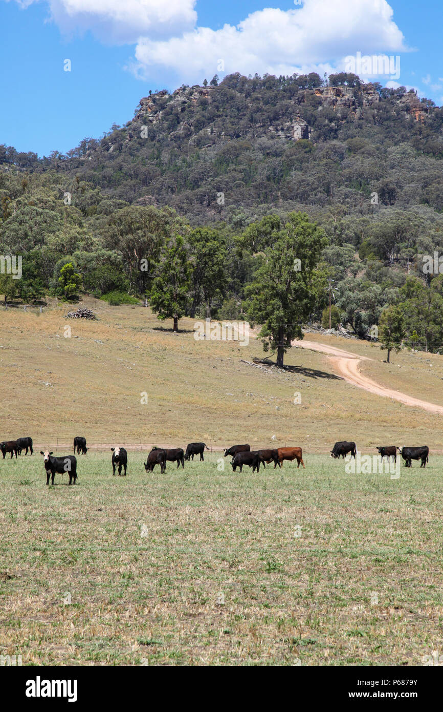 Mucche al pascolo nella bellissima valle Bylong vicino la Hunter Valley - NSW Australia. Questa zona ha un buon terreno agricolo ma le miniere di carbone è encroachin Foto Stock