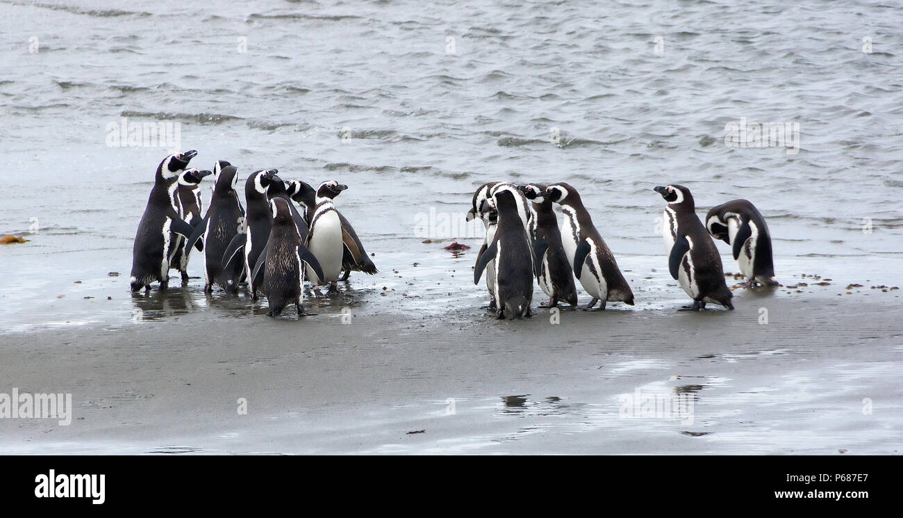 Gruppo di i pinguini di Magellano sulla costa dell'oceano in Patagonia Cilena.Magellanic penguin (Spheniscus magellanicus) è un Sud Americana penguin, b Foto Stock