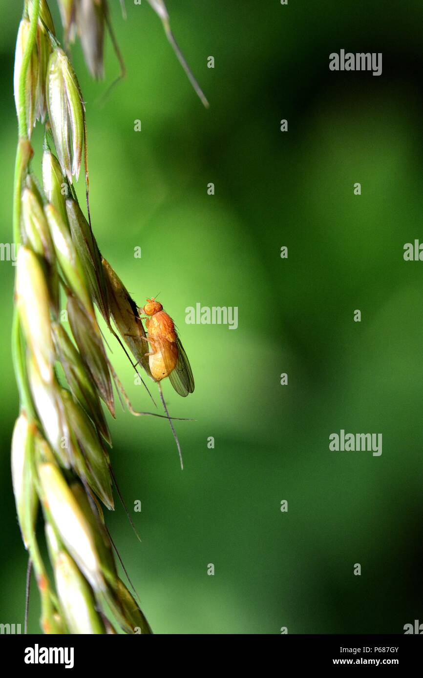 La Drosophila melanogaster - Mosca della frutta in arancione nella natura Foto Stock