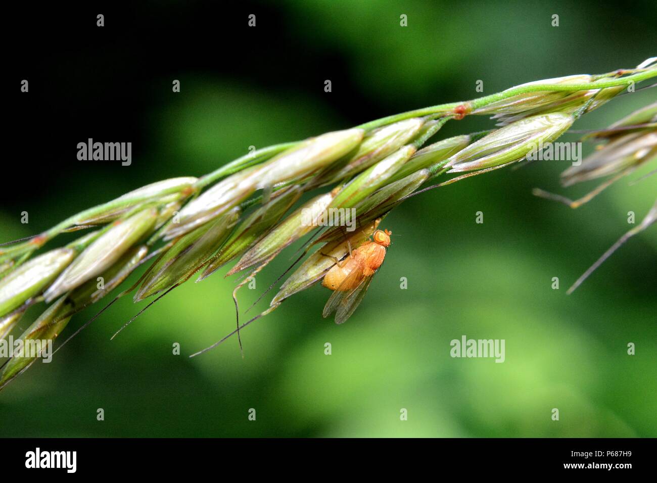 La Drosophila melanogaster - Mosca della frutta in arancione nella natura Foto Stock