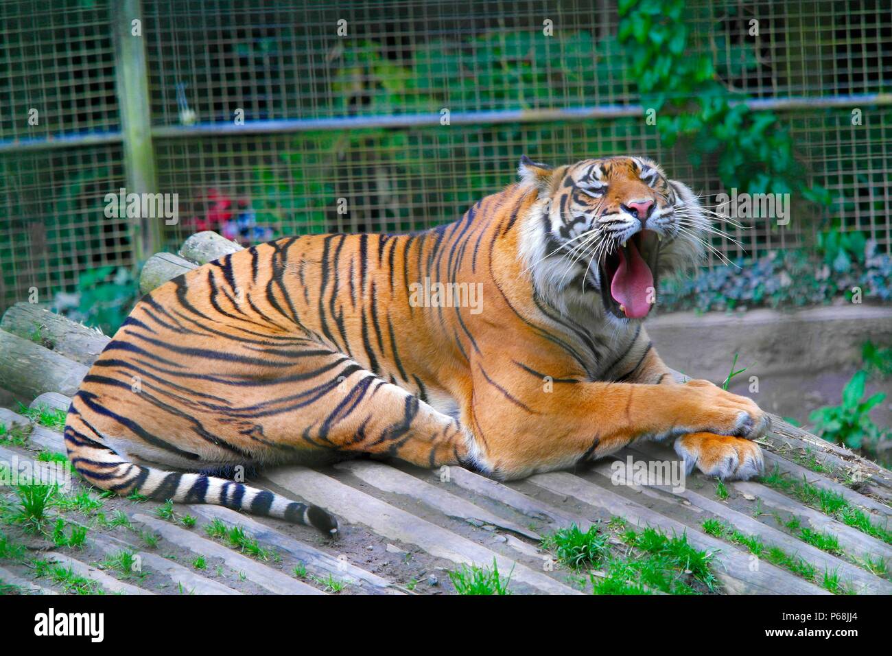 Welsh Mountain Zoo a Conwy, Wales, Regno Unito tigersunbathes Sumatra in 30c di credito di calore: Ian Fairbrother/Alamy Live News Foto Stock