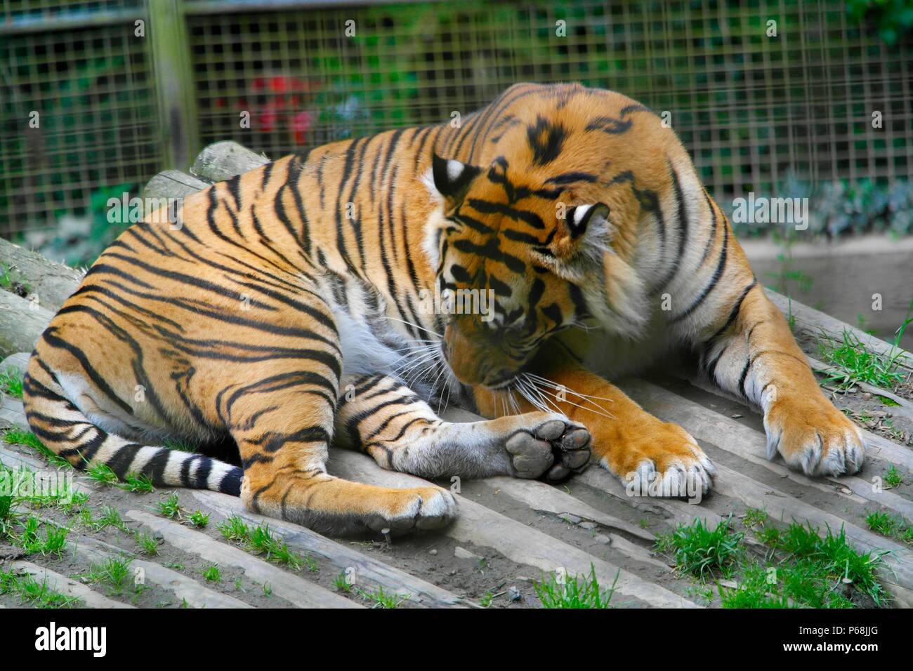 Welsh Mountain Zoo a Conwy, Wales, Regno Unito tigersunbathes Sumatra in 30c di credito di calore: Ian Fairbrother/Alamy Live News Foto Stock