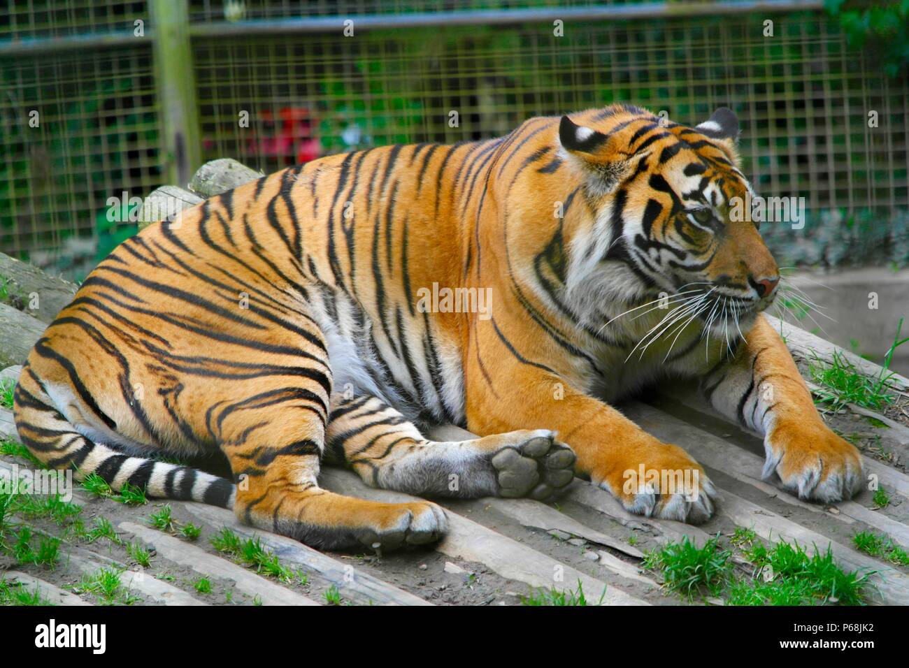 Welsh Mountain Zoo a Conwy, Wales, Regno Unito tigersunbathes Sumatra in 30c di credito di calore: Ian Fairbrother/Alamy Live News Foto Stock