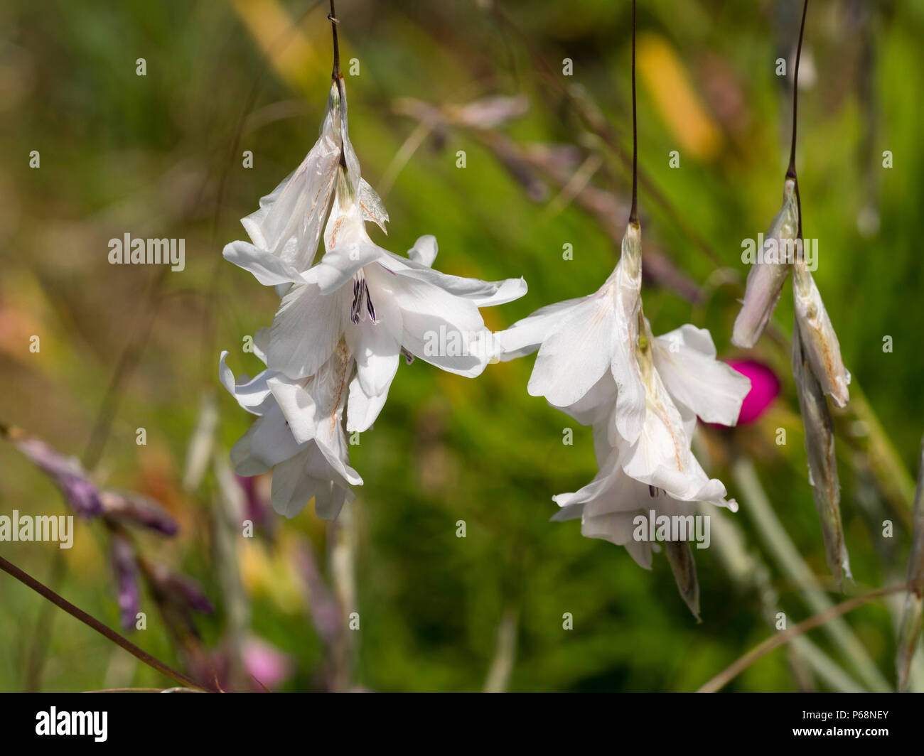 Ciondolo midsummer fiori del modulo bianco della South African Angel's canna da pesca, Dierama pulcherrimum 'Guinevere' Foto Stock