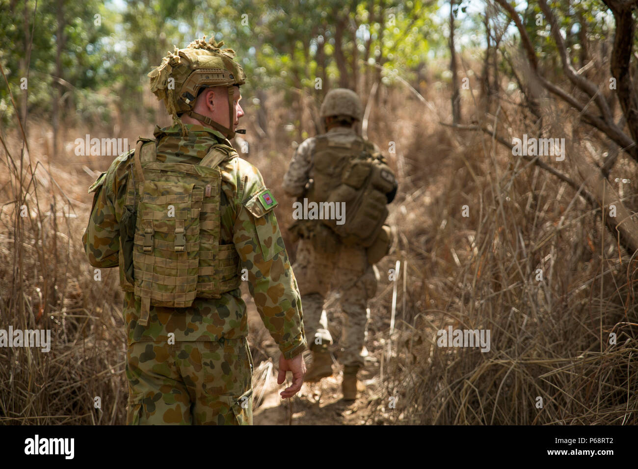 Esercito Australiano Pvt. Giacobbe Handley, ingegnere di combattimento, ricerche attraverso il canneto con U.S. Marines a valle nascosta Motor Sports Complex, Territorio del Nord, l'Australia, il 19 maggio 2016. Stati Uniti Marine e Australian Army combat ingegneri effettuavano la formazione di clearing per trovare improvvisato dispositivo esplosivo e memorizza nella cache. Marine forza rotazionale - Darwin è a sei mesi di distribuzione di Marines in Darwin, in Australia, dove potranno condurre esercizi e treno con l'australiano di Forze di Difesa, il rafforzamento degli STATI UNITI - Australia alliance. Handley è con il primo combattimento reggimento ingegnere, 1° Brigata. (U.S. Marine Foto Stock