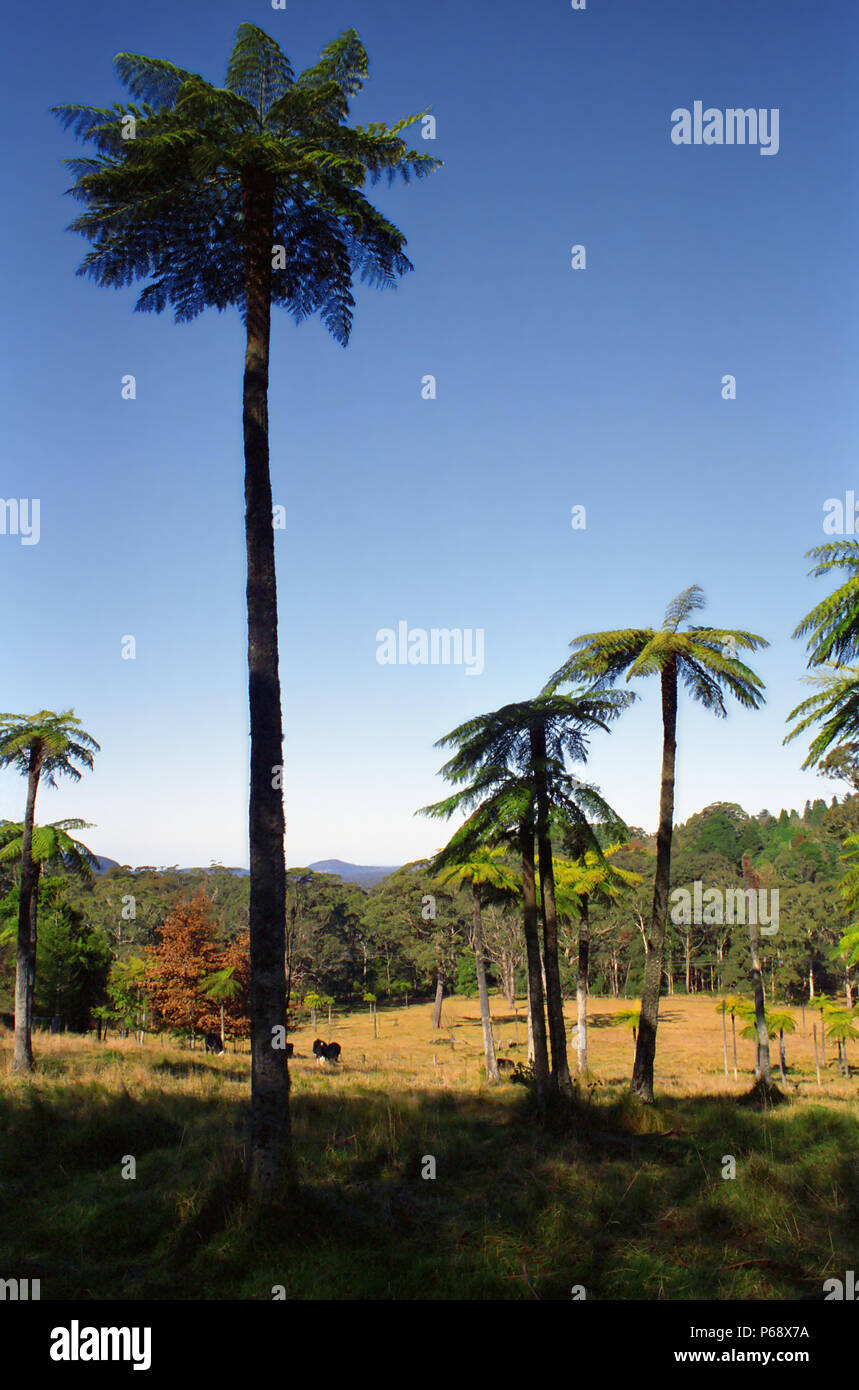 Felci arboree (Cyathea australis), il monte Wilson, Blue Mountains, NSW, Australia Foto Stock