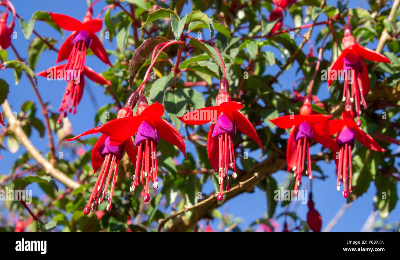 Fucsia, Fuchsia magellanica fiori appesi dalla siepe in bright sun. Foto Stock