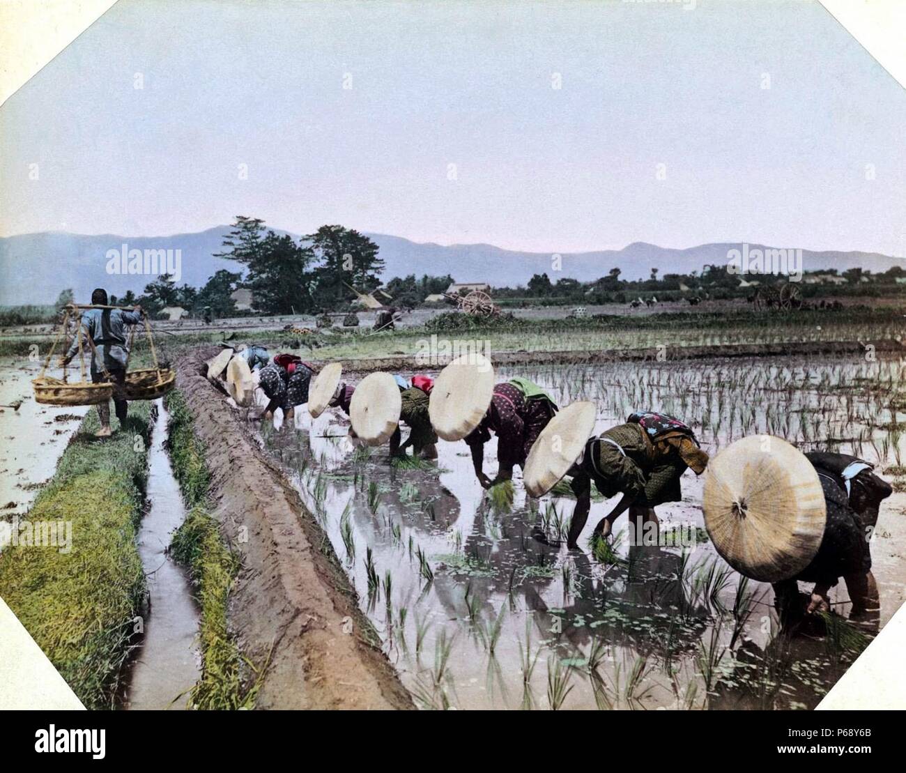 Fotografia a colori delle donne giapponesi, indossando cappelli di bambù, semina Riso. Datata 1895 Foto Stock