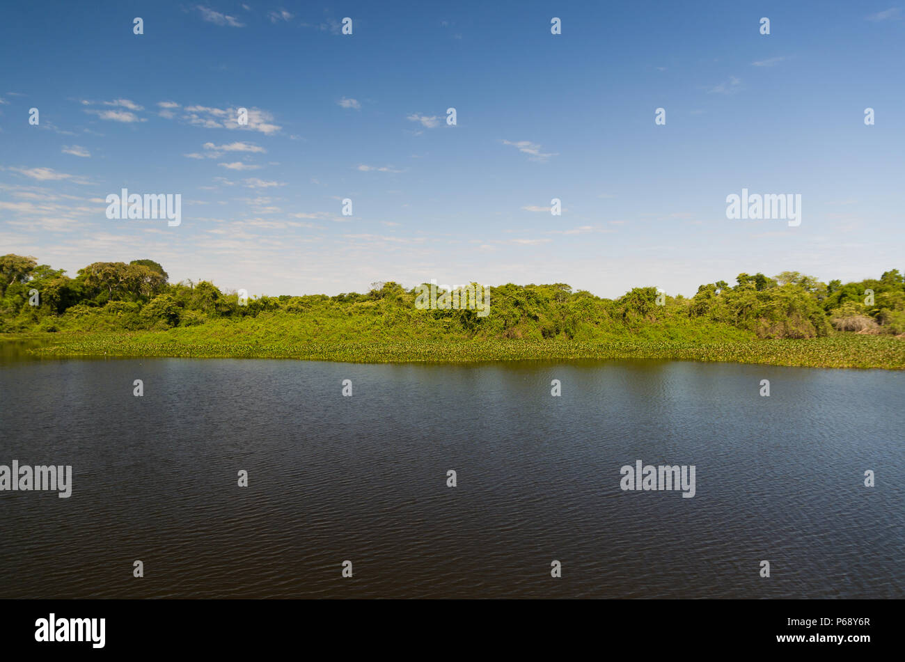 Una bella immagine del Brasiliano della zona umida, regione ricca di flora e fauna. Foto Stock