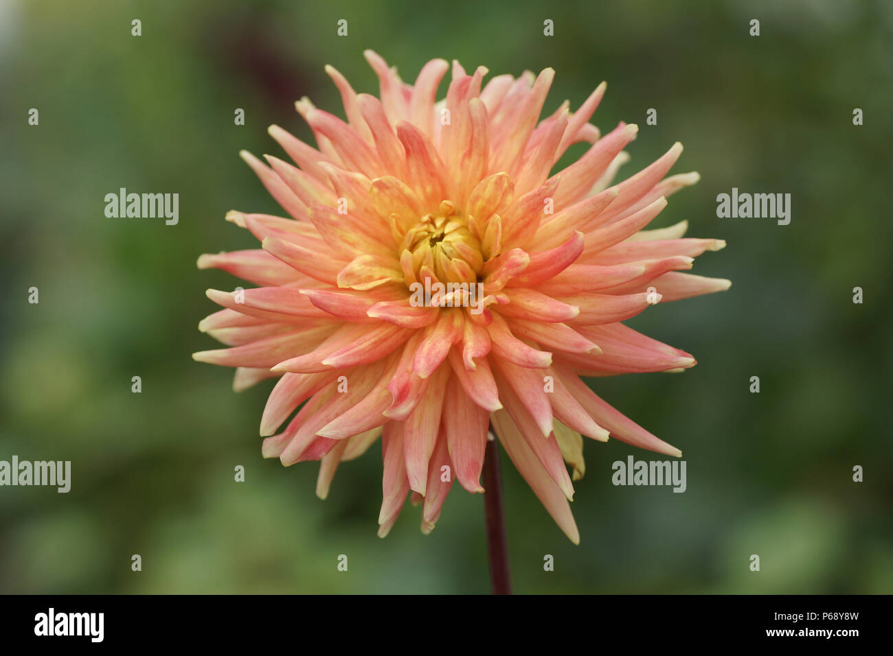 Dahlia " Avoca Commanche' Foto Stock