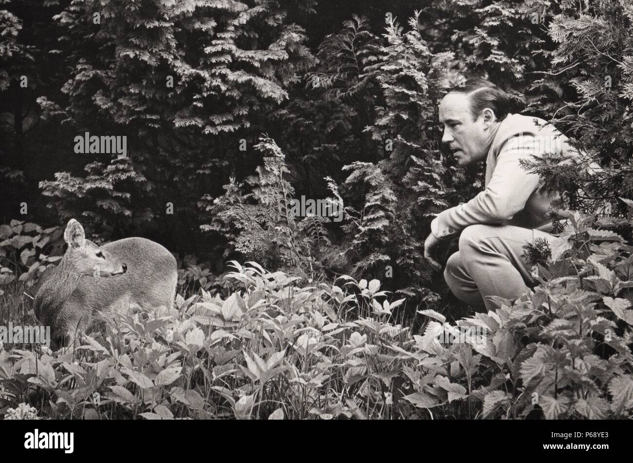 Desmond Morris nella sua casa di Barnet con il suo animale domestico di acqua cinese cervi; (Hydropotes inermis) nel giardino. 1969. Foto Stock