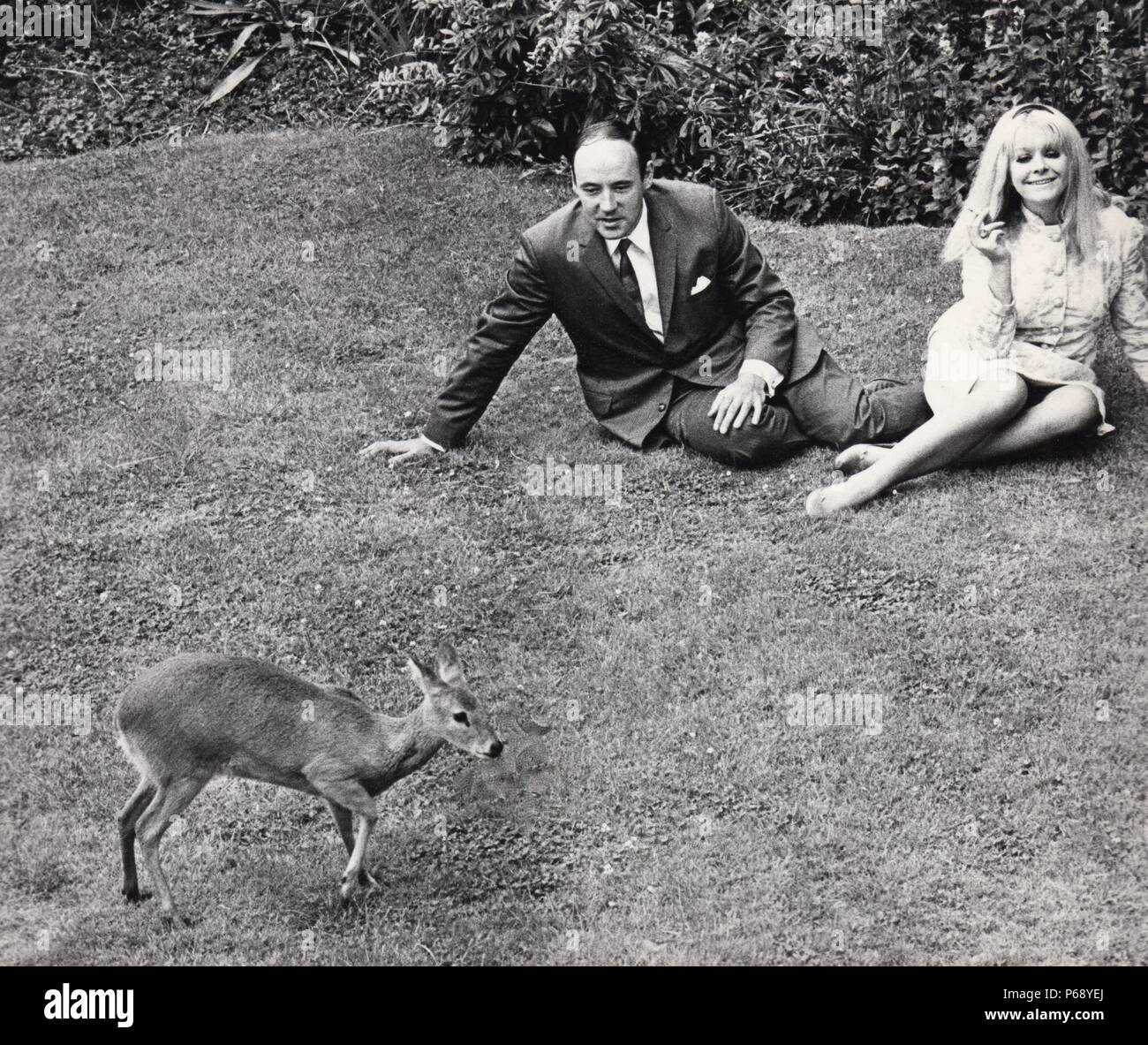 Desmond Morris nella sua casa di Barnet con pet acqua cinese di cervo. 1967. Foto Stock