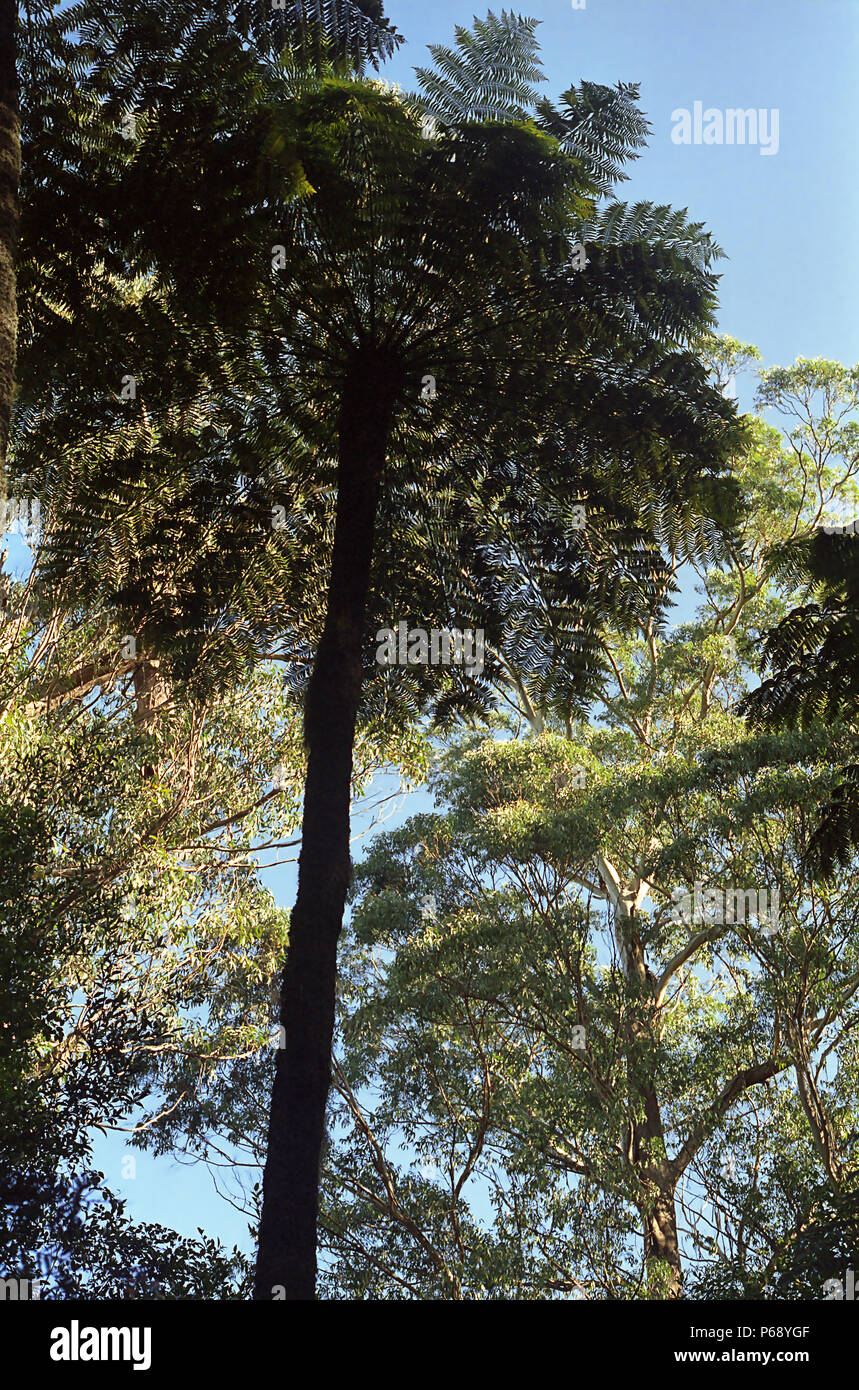 Cattedrale di felci, Mount Wilson, Blue Mountains, NSW, Australia: felci arboree (Cyathea australis) Foto Stock