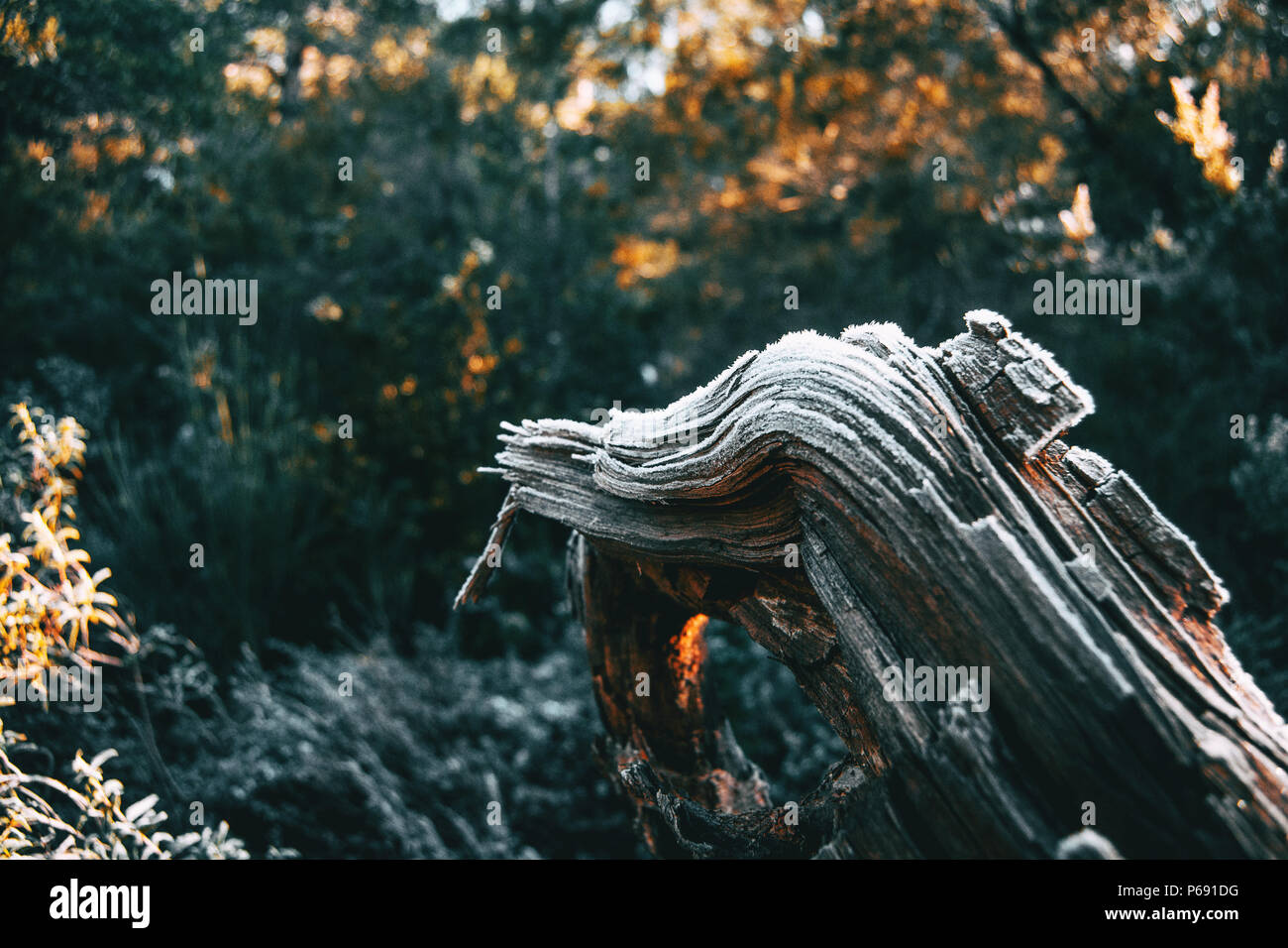 Pezzi di albero di corteccia di legno coperta da un sottile strato di neve nella luce solare Foto Stock