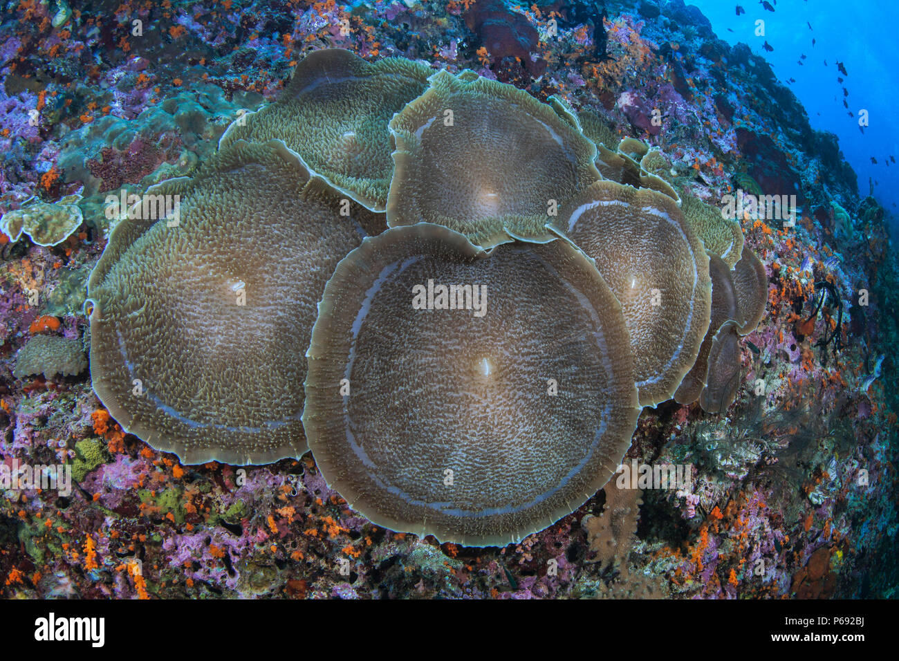 A orecchio di elefante (anemone Amplexidiscus fenestrafer) completamente aperto sulla parete corallina. Raja Ampat, Indonesia. Foto Stock