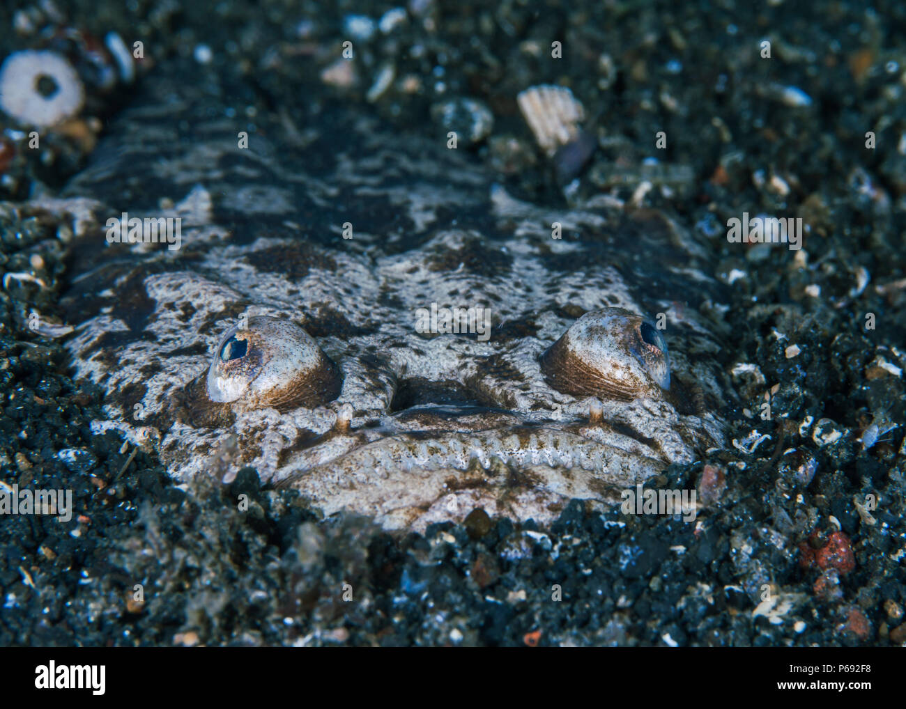 Stargazer pesci, un agguato predatore, è sepolto e mimetizzata di notte nel mare piano. Stretto di Lembeh, Indonesia. Foto Stock