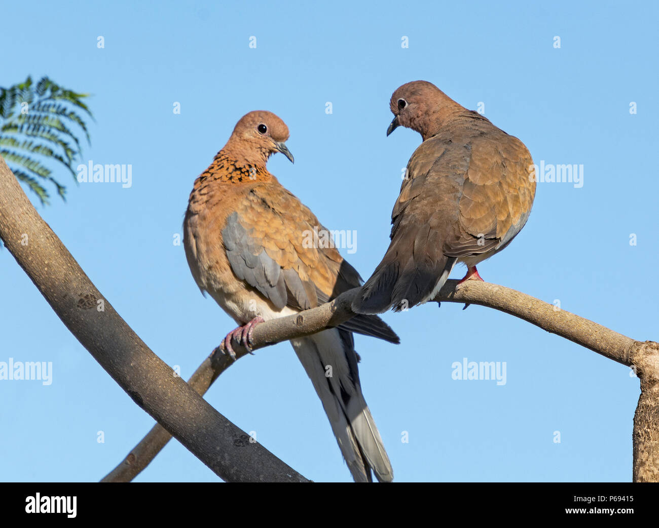 coppia di colombe ridenti scilopelia senegalensis appollaiate in un jacaranda albero con un cielo blu chiaro sullo sfondo Foto Stock