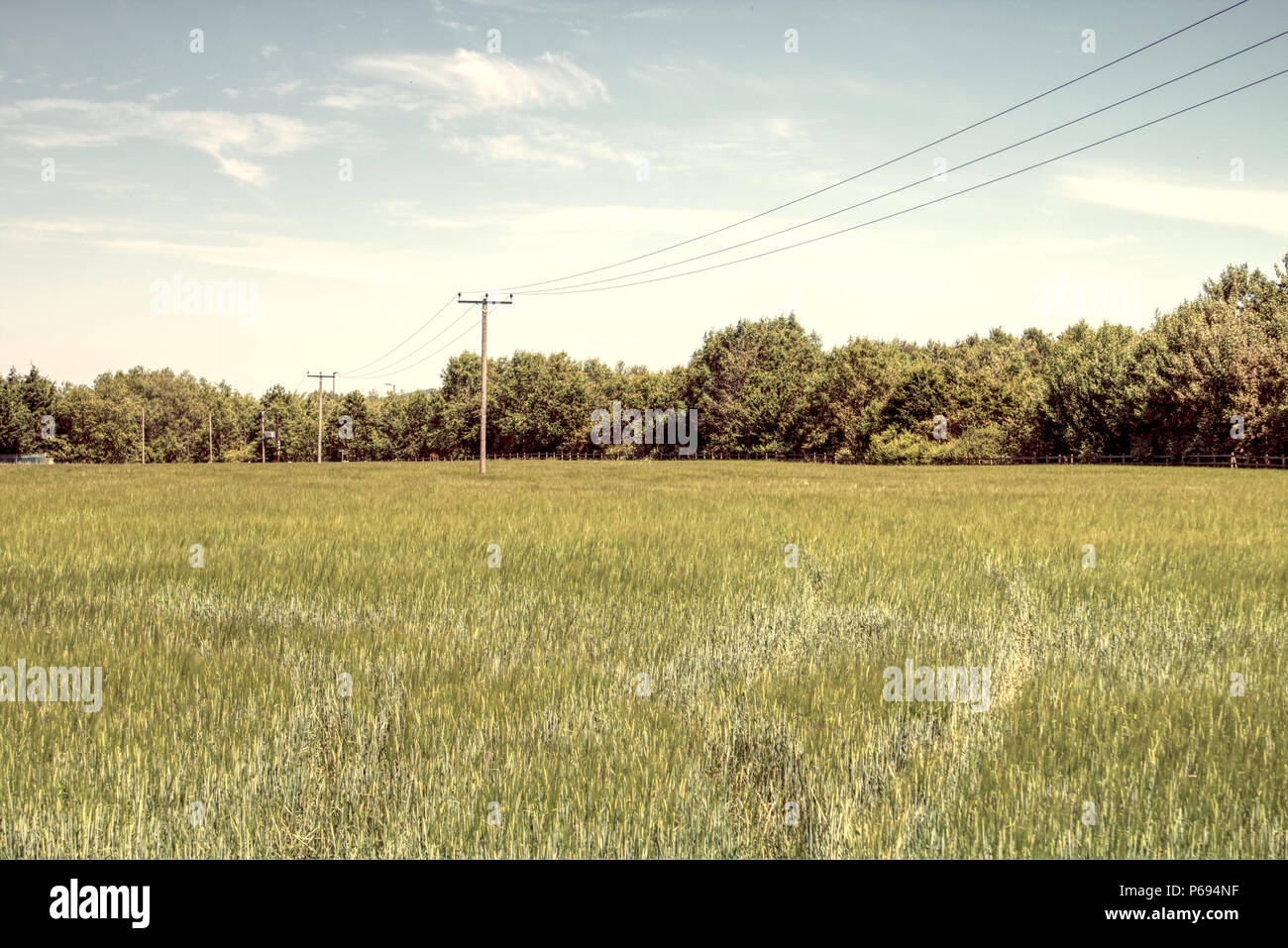 Una fotografia di un campo di grano in Scozia, Regno Unito attraversato da poli elettrici. Foto Stock