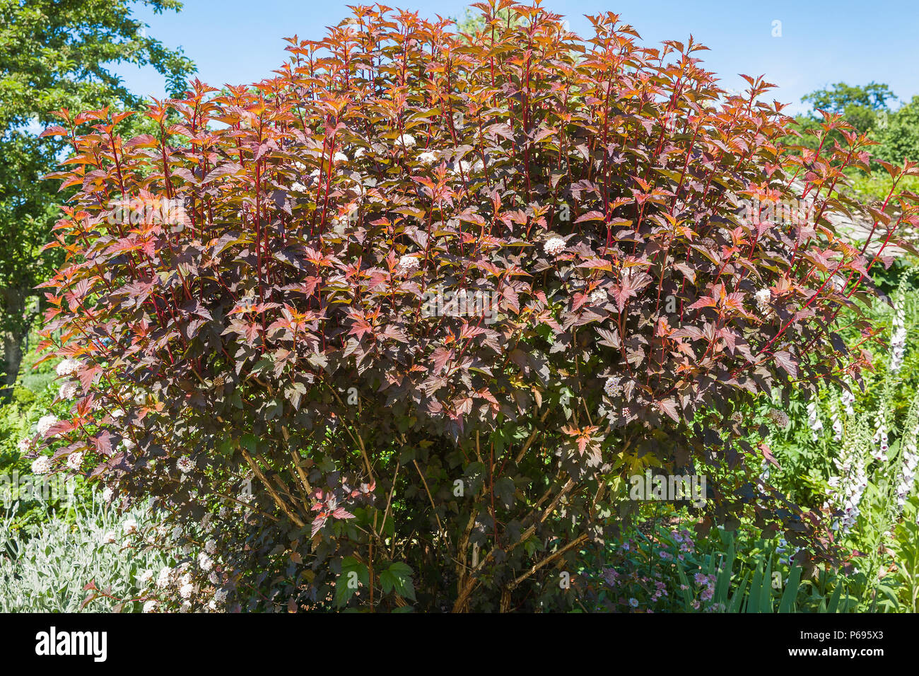 Una matura Physocarrpus opulifolius Diable D'Or con inizio estate fogliame in Regno Unito Foto Stock