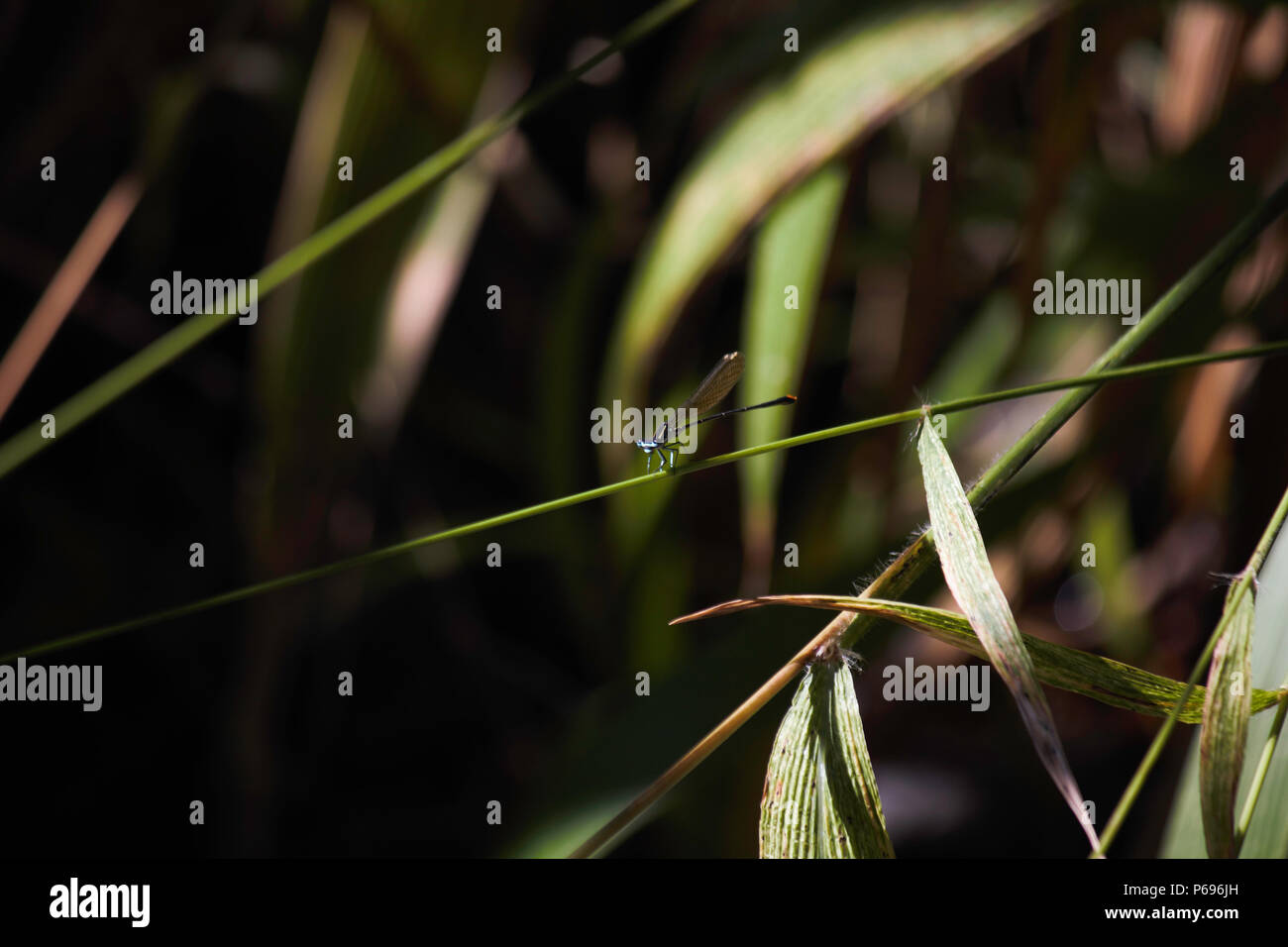 Oro Damselfly coda (Allocnemis leucosticta) sul verde Sedge gambo di erba Foto Stock