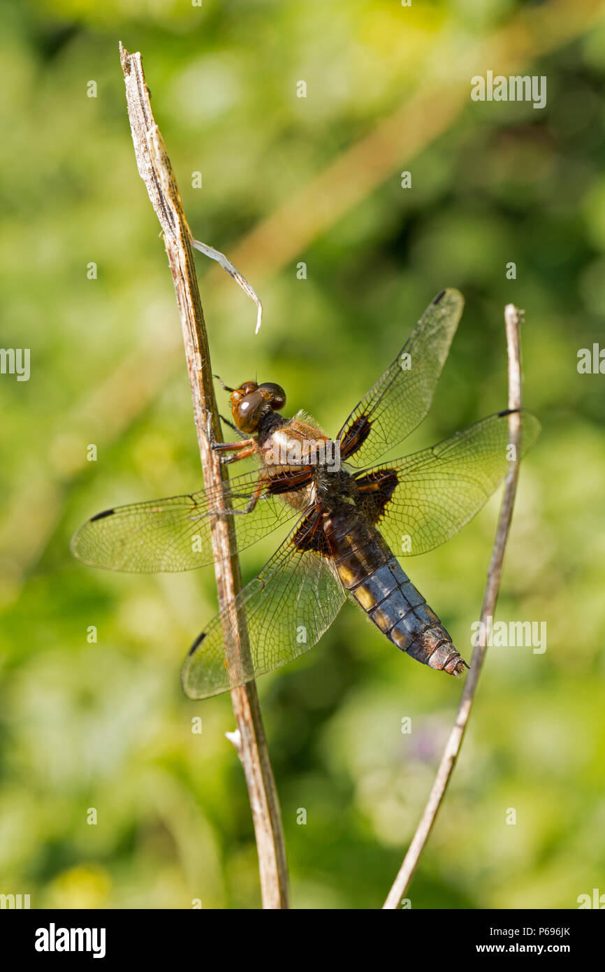 Un maschio di ampia corposo chaser dragonfly, Libellula depressa, appoggiato su un gambo morto. Le femmine e i maschi sono lo stesso colore dorato quando essi eme Foto Stock