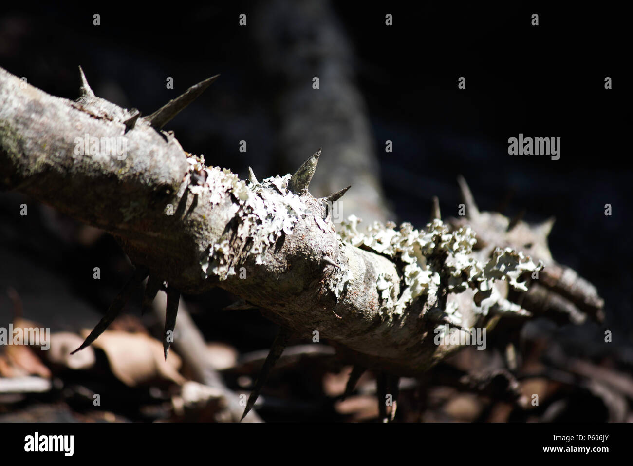 Grandi Thorn coperto della vigna nella foresta scura Foto Stock