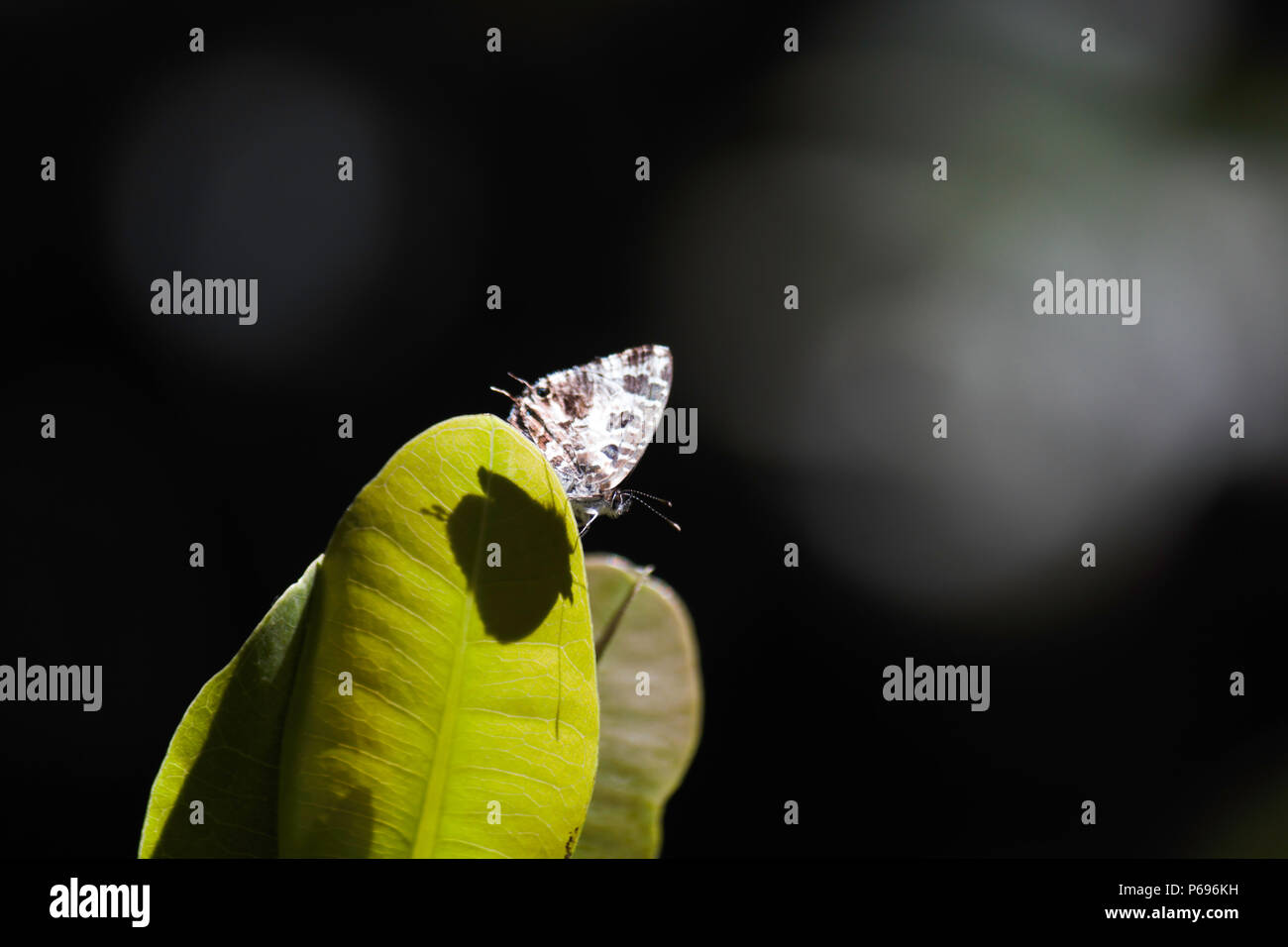 Geranio Bronzo (Farfalla Cacyreus marshalli) Peeking su foglia con ombra Foto Stock
