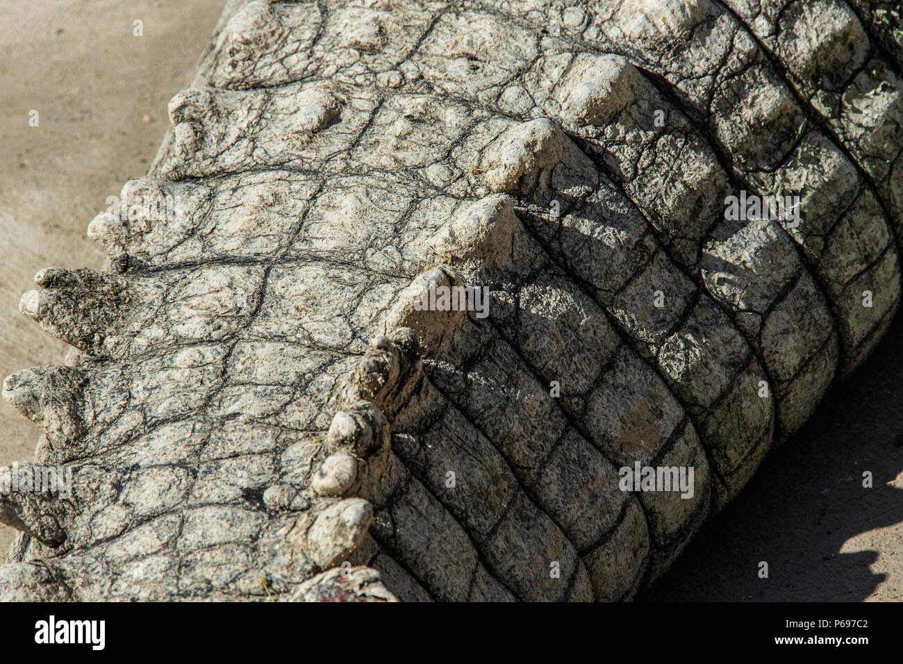 Coccodrillo del Nilo - Crocodylus niloticus - in prossimità della parte superiore della coda. Foto Stock