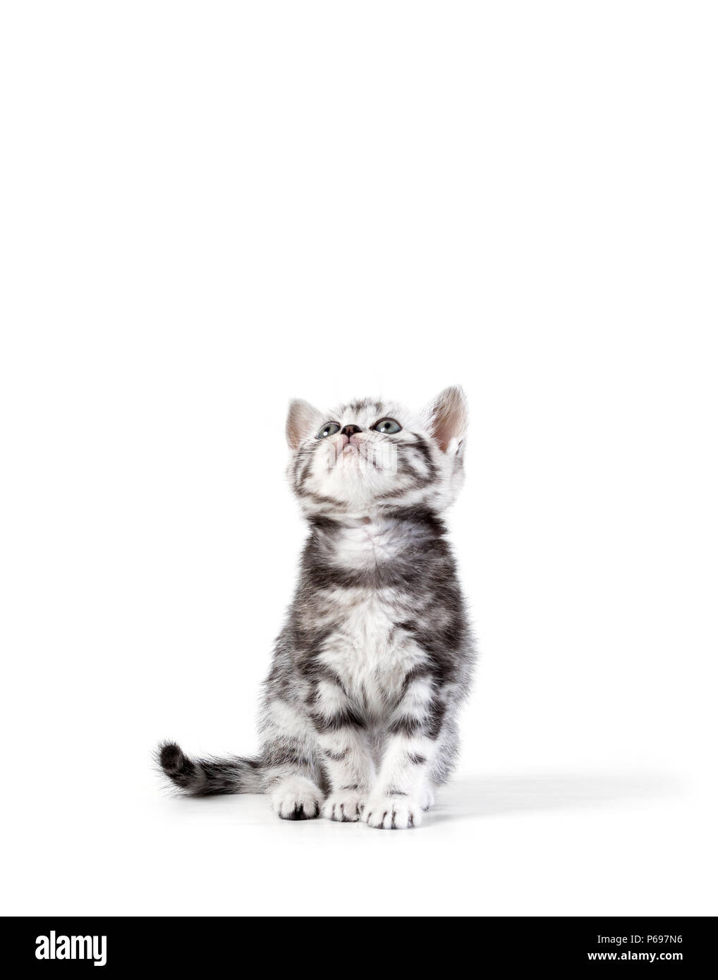 British capelli corti silver tabby kitten isolati su sfondo bianco Foto Stock