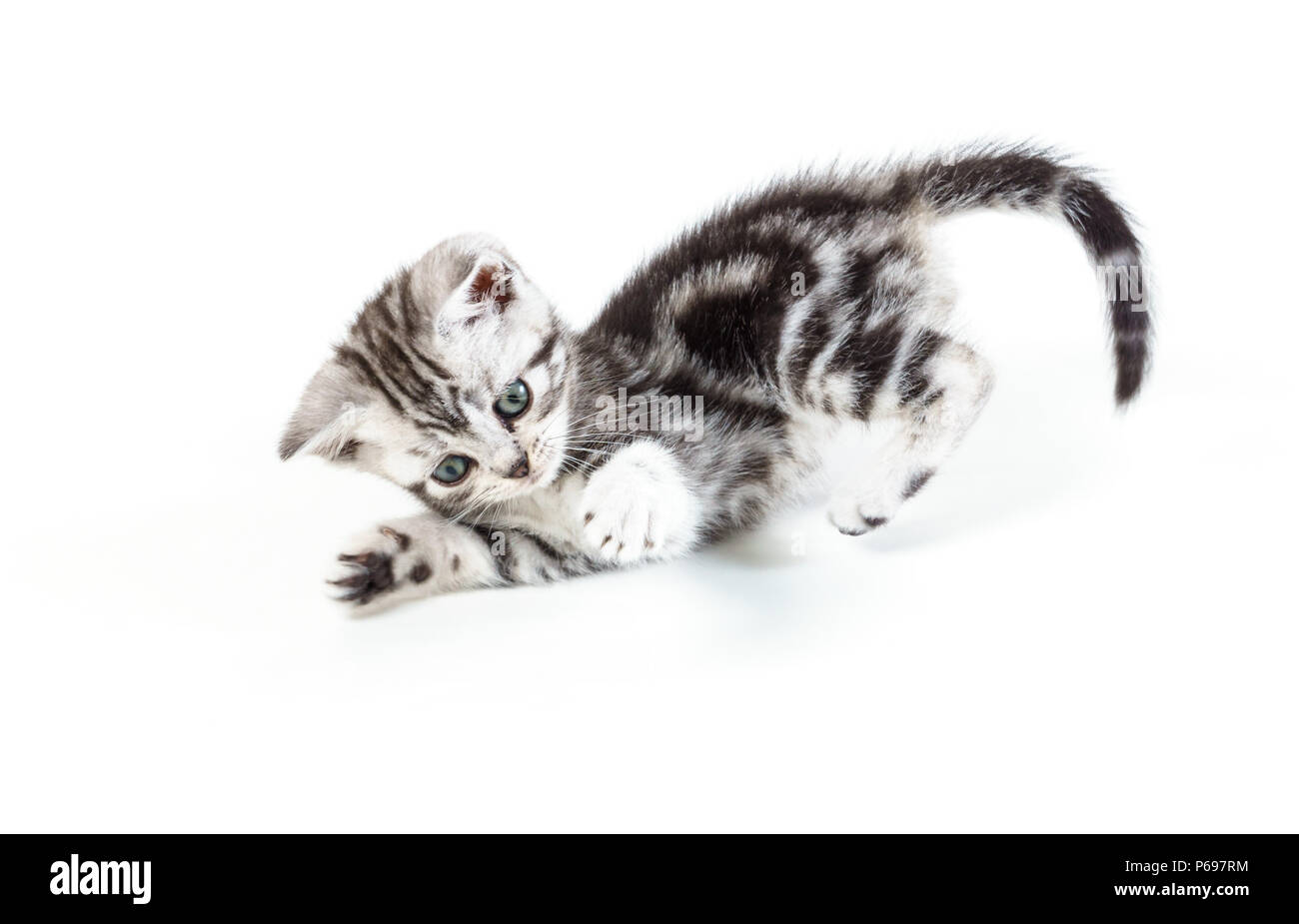 British capelli corti silver tabby kitten caccia isolati su sfondo bianco. Foto Stock