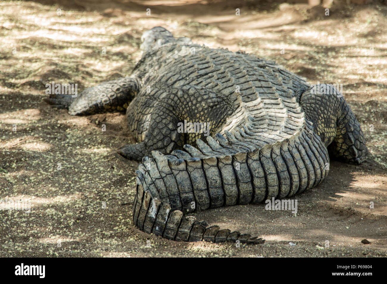 Coccodrillo del Nilo - Crocodylus niloticus - mostra la coda arricciata e duro contro la sabbia pronti per portarlo avanti in attacco. Foto Stock