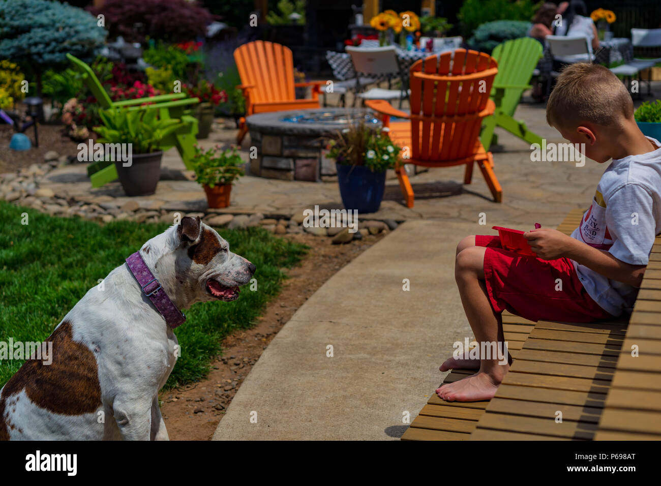 Cane attento Foto Stock