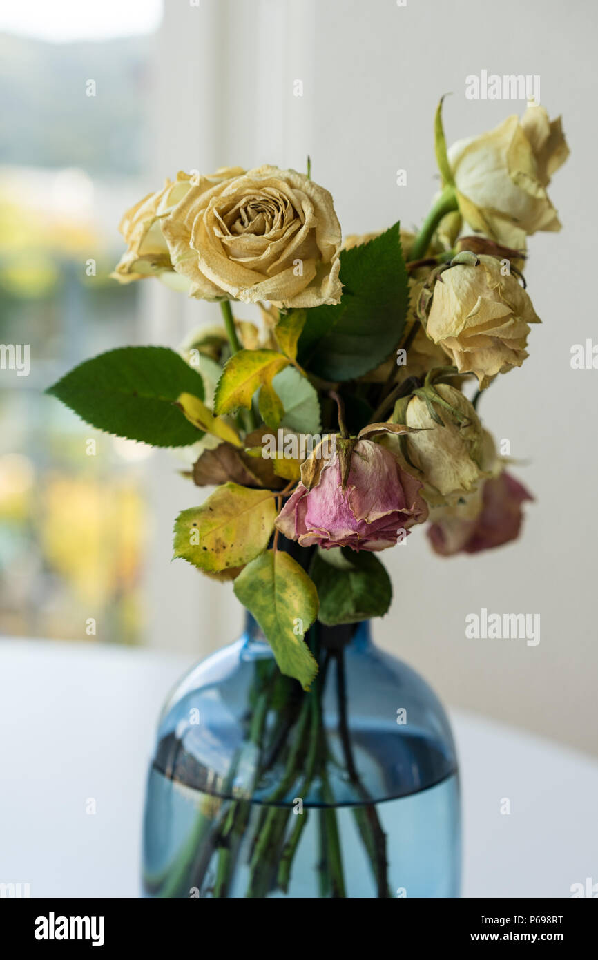 Bouquet di rose appassite in vaso di vetro giallo e rosa Foto Stock