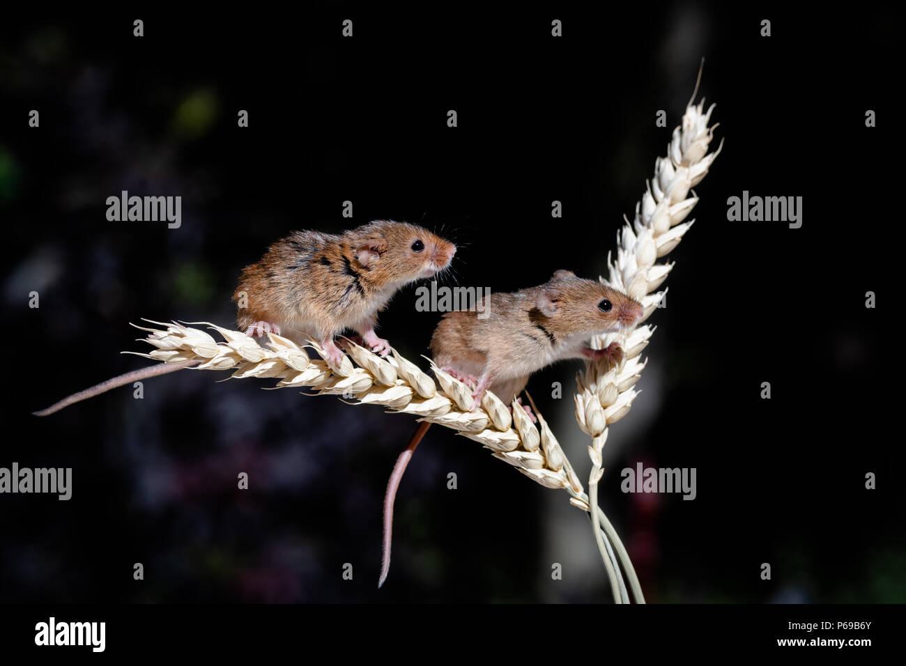 Due topi d'orzo, con sfondo scuro Foto Stock