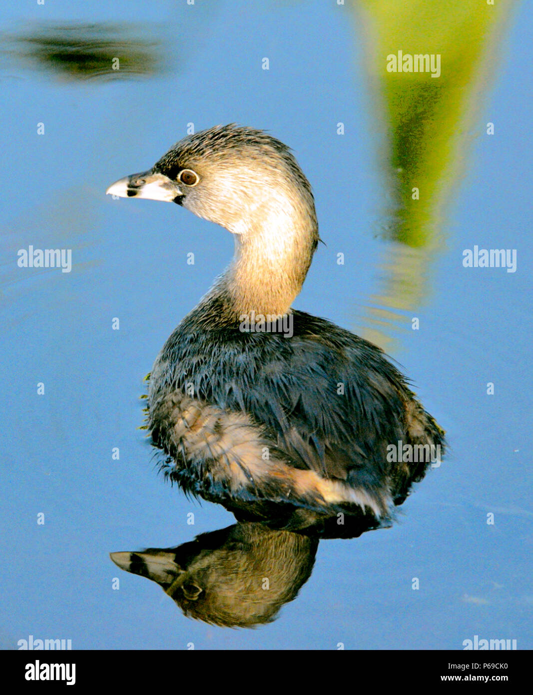 Grebe a becco d'arancia che galleggia tranquillamente sull'acqua ferma, mostrando una spessa bolletta bianca con una fascia nera, un corpo marrone compatto e un riflesso perfetto nello stagno Foto Stock