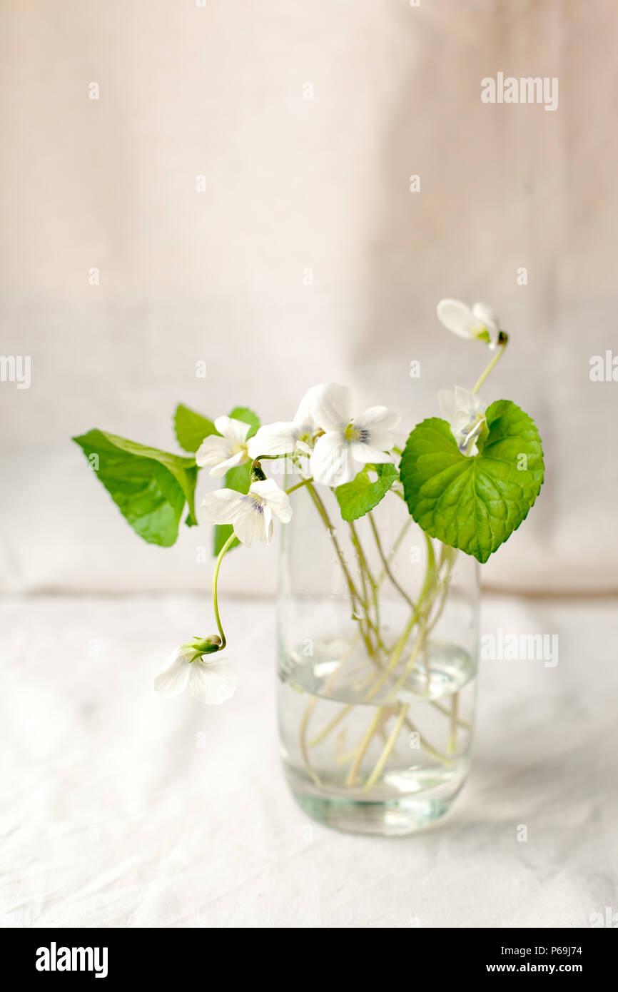 Bouquet di fiori whitebells in un vaso di vetro. Snowdrop viola ancora in vita. La decorazione floreale. In primavera ed estate il tempo minimo di close up Foto Stock