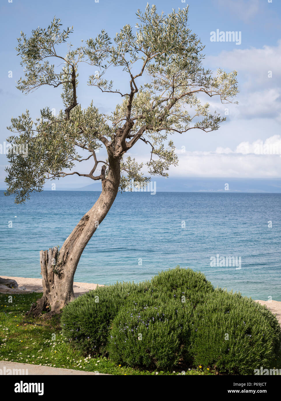 Giovane Albero Di Olivo Nella Parte Anteriore Della Spiaggia
