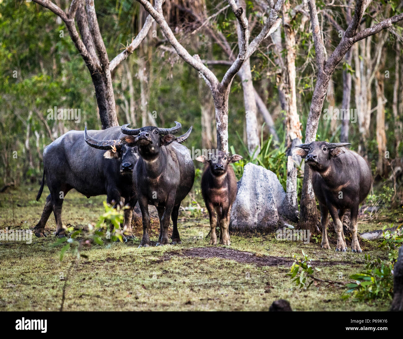 Famiglia di bufali d'acqua difensiva al Bamurru Plains Lodge, Northern Territory, Australia Foto Stock