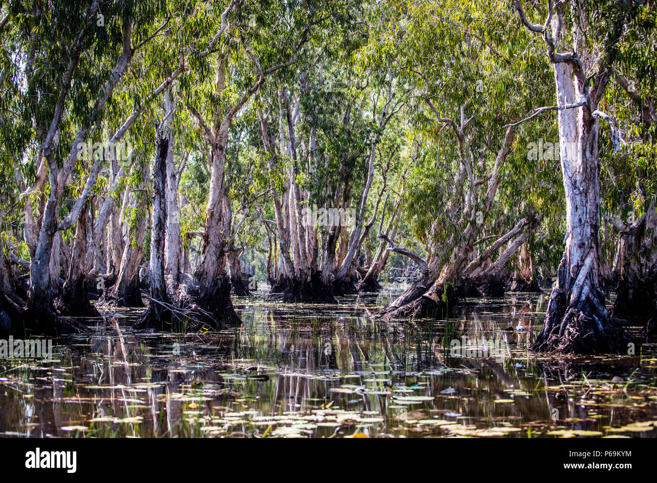 Paludi a Bamurru Plains. A bassa velocità, la barca scivola silenziosamente attraverso la foresta. Gli alberi di eucalipto, così tipici per l'Australia, si sono adattati alle inondazioni annuali ricorrenti durante la stagione delle piogge Foto Stock
