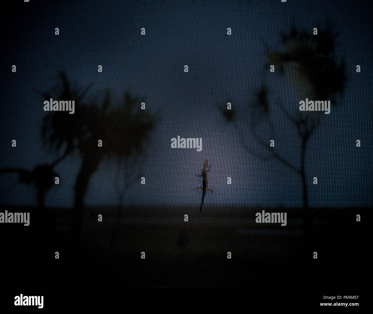 Gecko sulla zanzariera di Bamurru Plains Lodge, Northern Territory, Australia. Sul muro si può vedere il motivo per cui nessuna zanzara è diventata fastidiosa durante la notte: Soddisfatto, un gecko si aggira sullo schermo del mosca, invisibile dall’esterno, che costituisce l’intero muro Foto Stock