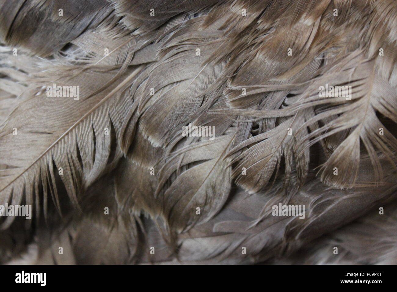 Primo piano di piume marroni e piumaggio di un uccello selvatico. Foto Stock