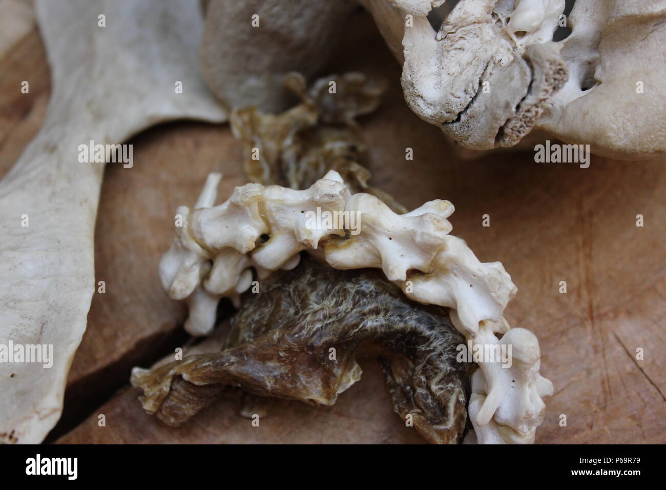 Ossa e denti vecchi in mostra ad un tavolo. Foto Stock