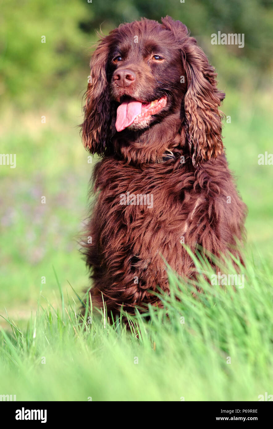 Lavorando cocker spaniel in un campo Foto Stock