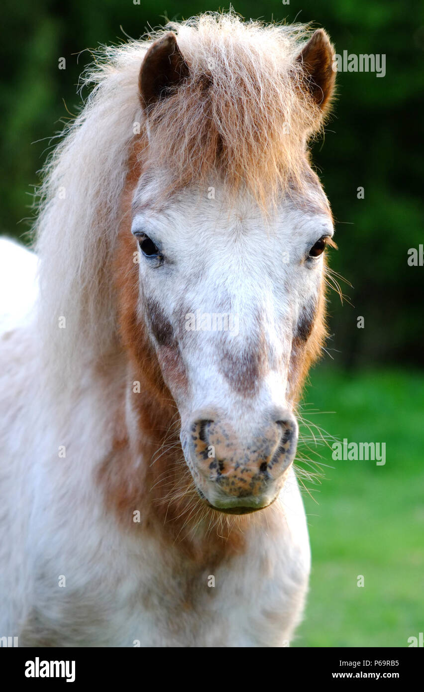 White pony Shetland Foto Stock