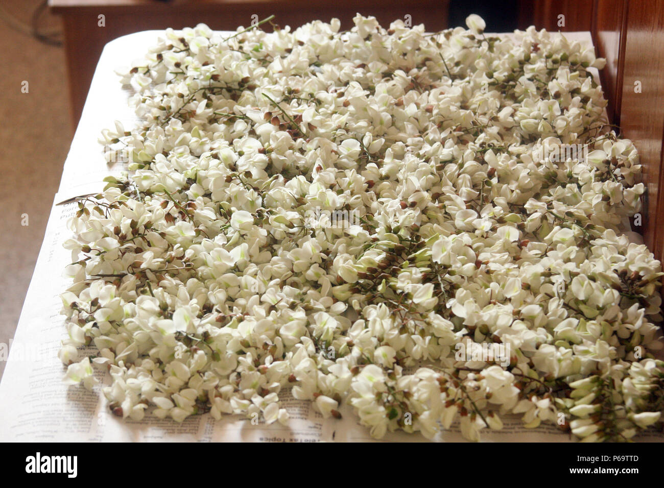 Asciugando la robinia di fiori per uso medicinale Foto Stock