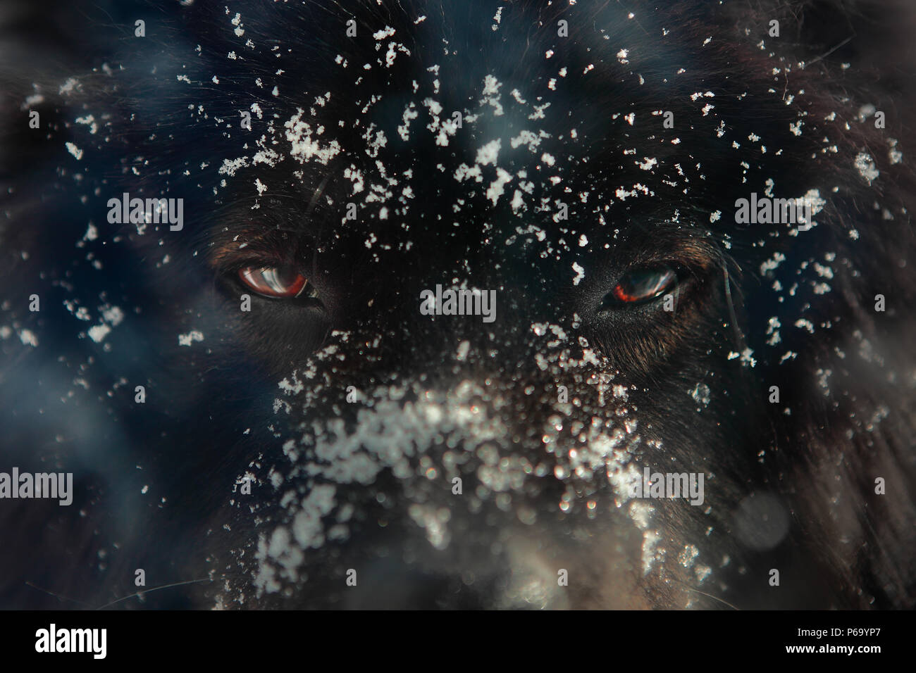 Cane nero o wolf occhi e faccia in inverno, i suoi occhi sono (nell'immagine) più rossa di quella in realtà, al fine di aggiungere alcune drammatiche. Foto Stock