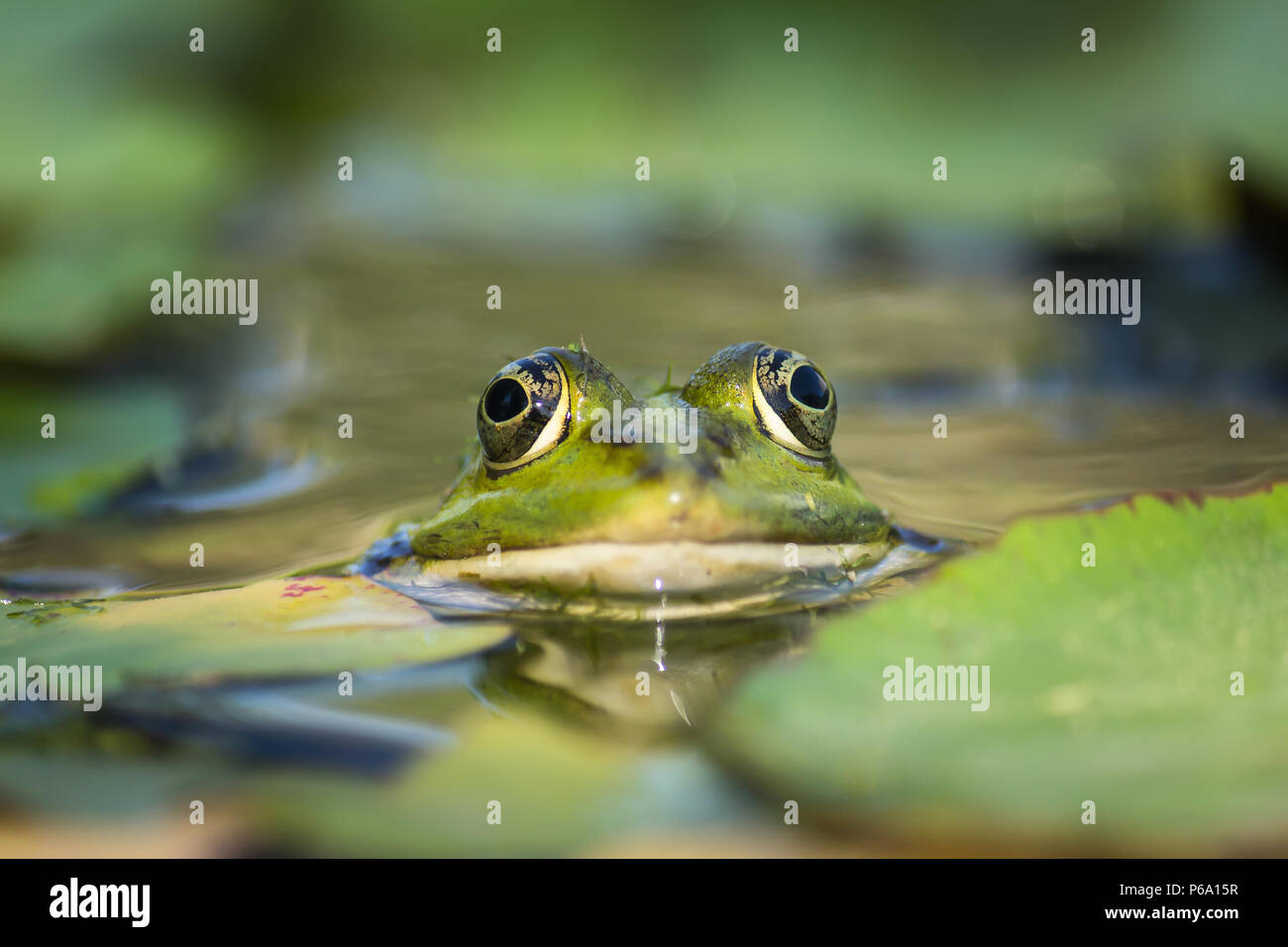 Frog occhi sporgenti da un laghetto con foglie Foto Stock