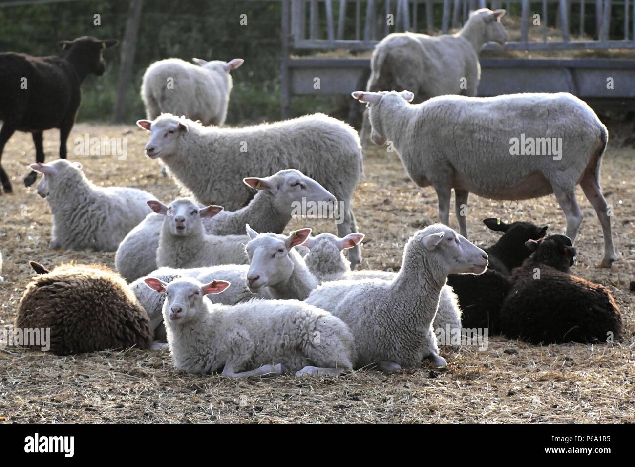 Gli agnelli e le pecore di razza locale chiamato Finn ovini Foto Stock