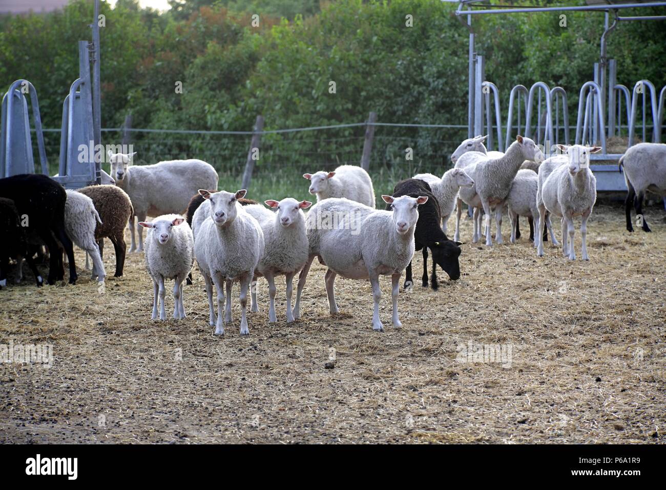 Gli agnelli e le pecore di razza locale chiamato Finn ovini Foto Stock