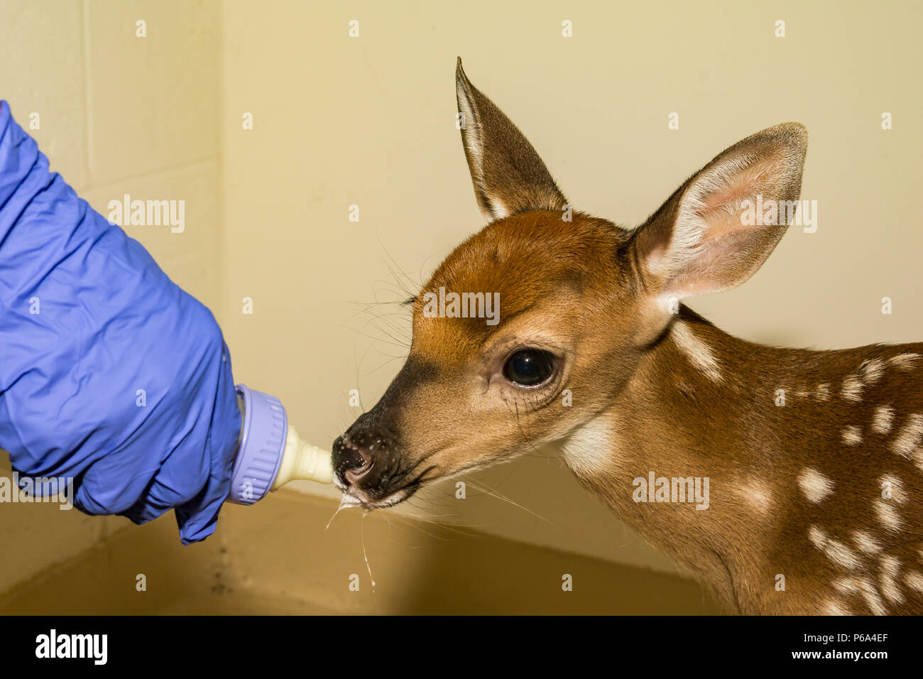 Culbianco Deer Fawn Riabilitazione Foto Stock
